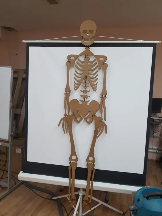 Скелет