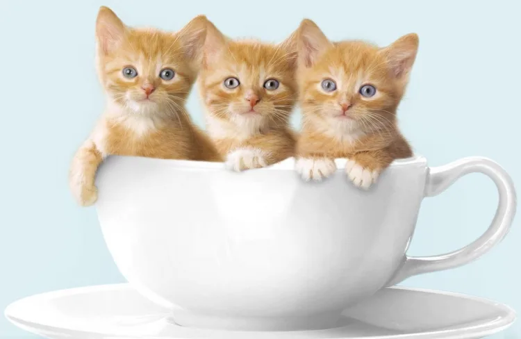 Котята