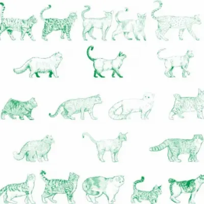 Коты и собаки разных пород