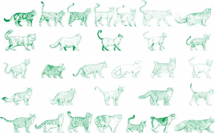 Коты и собаки разных пород