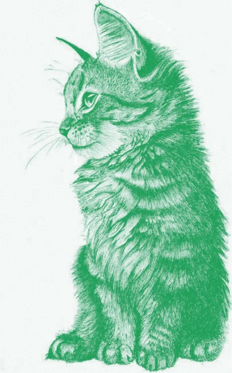 Котёнок