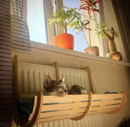 Котакулло отдыхает, фото 2