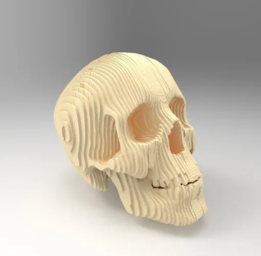 3D-макет черепа